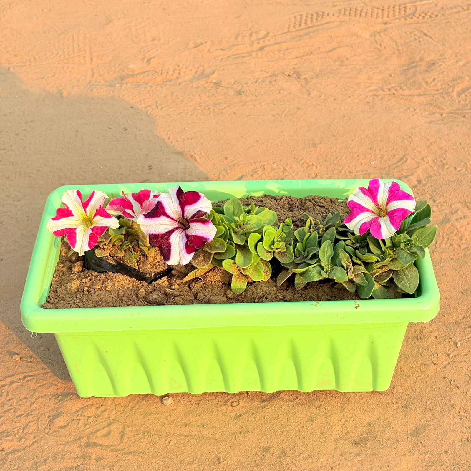 Three Petunia (Any Colour) in 14 inch Green Premium Jupiter Rectangular Window Planter
