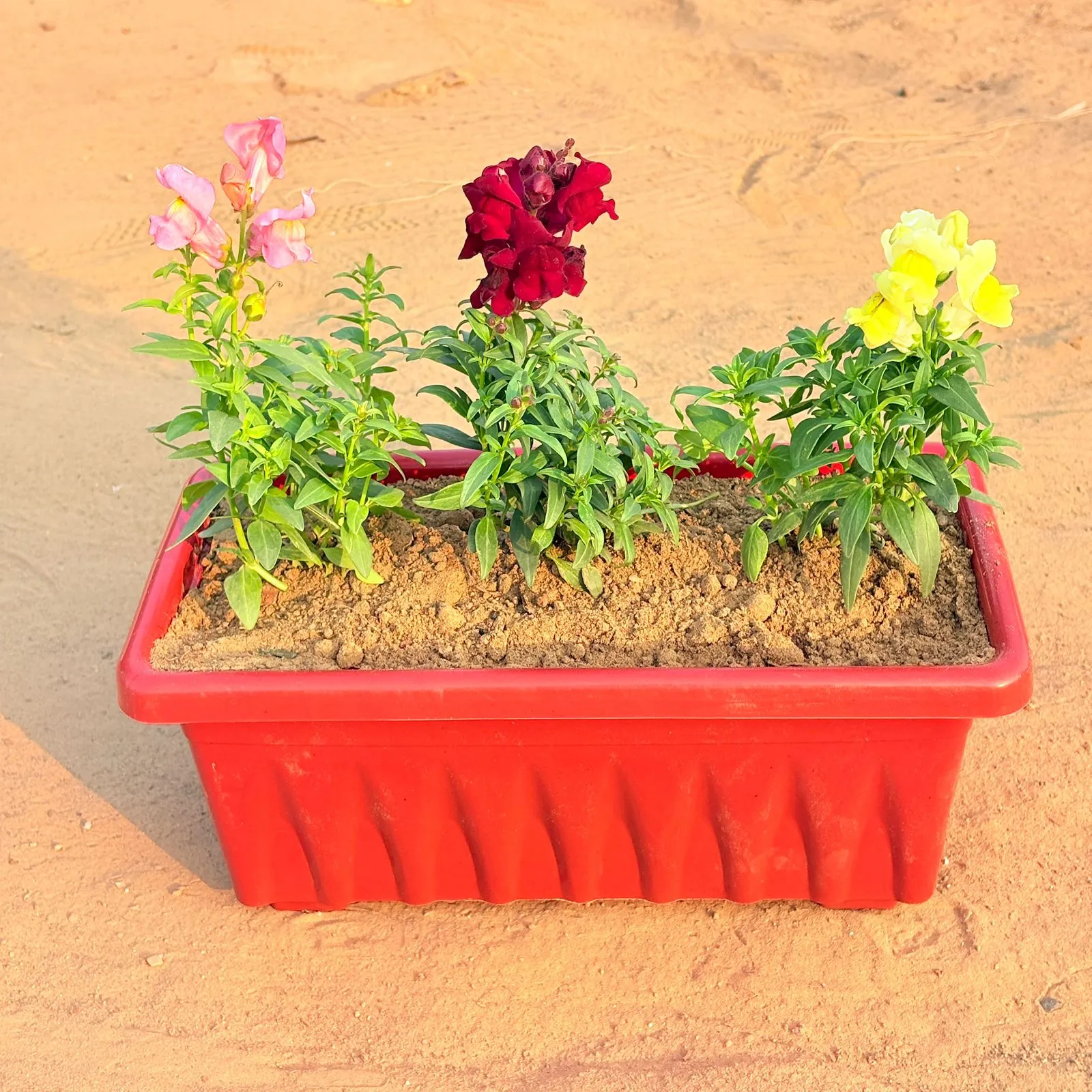 Three Antirrhinum Majus / Dog Flower (any colour) in 14 Inch Red Premium Jupiter Rectangular Window Planter