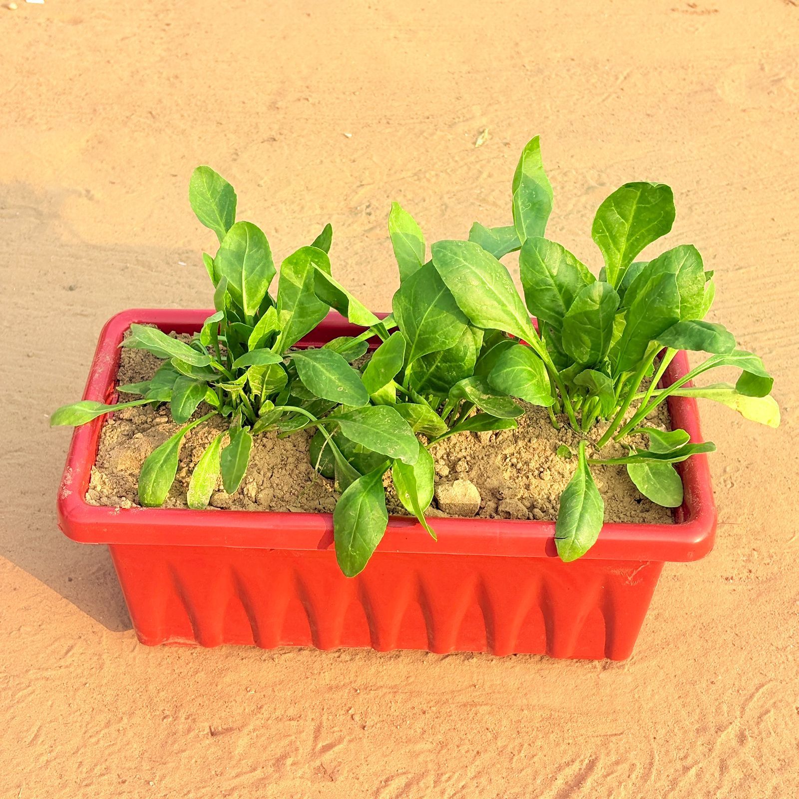Three Palak / Spinach Plant in 14 Inch Red Premium Jupiter Rectangular Window Planter