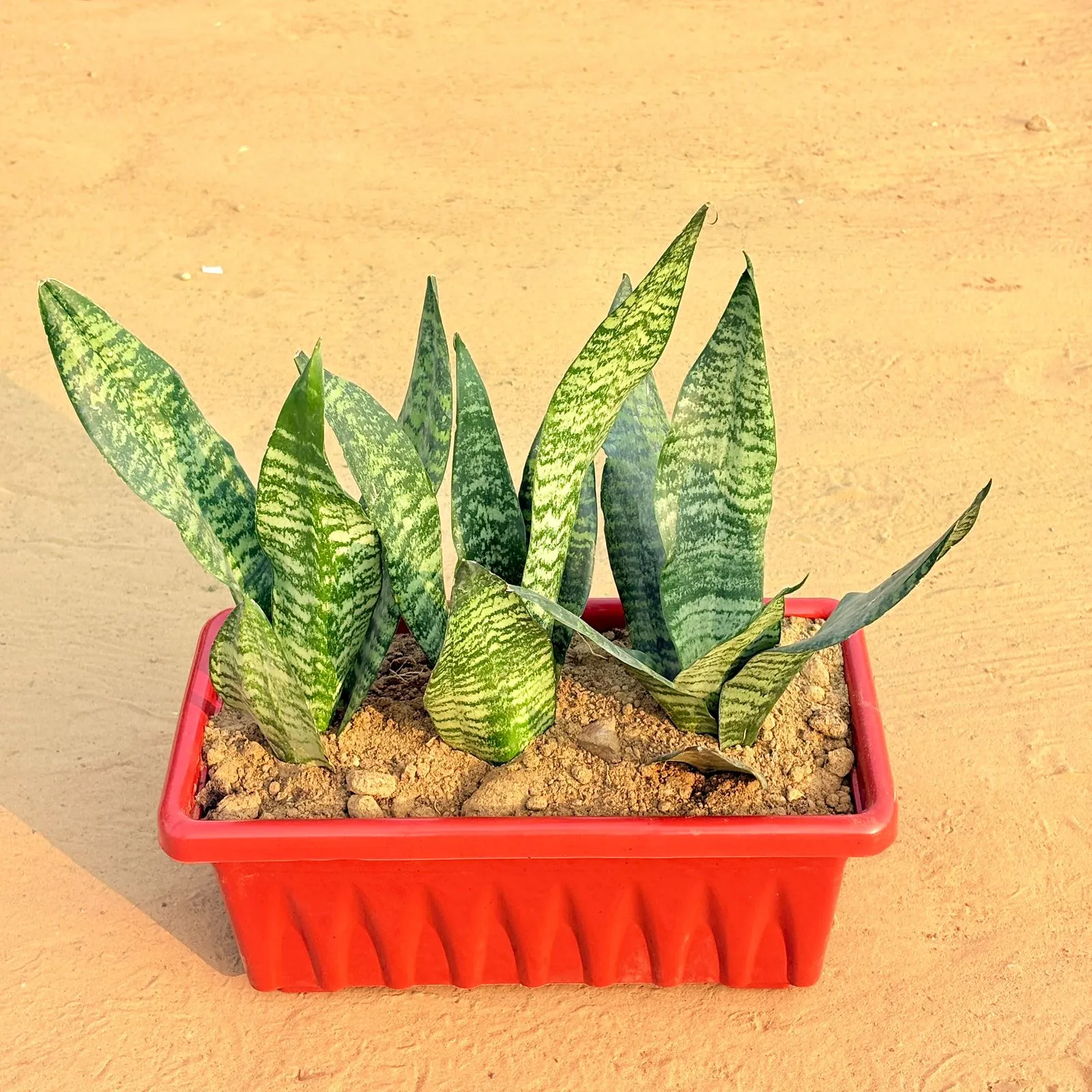 Three Snake Superba Emerald in 14 Inch Red Premium Jupiter Rectangular Window Planter
