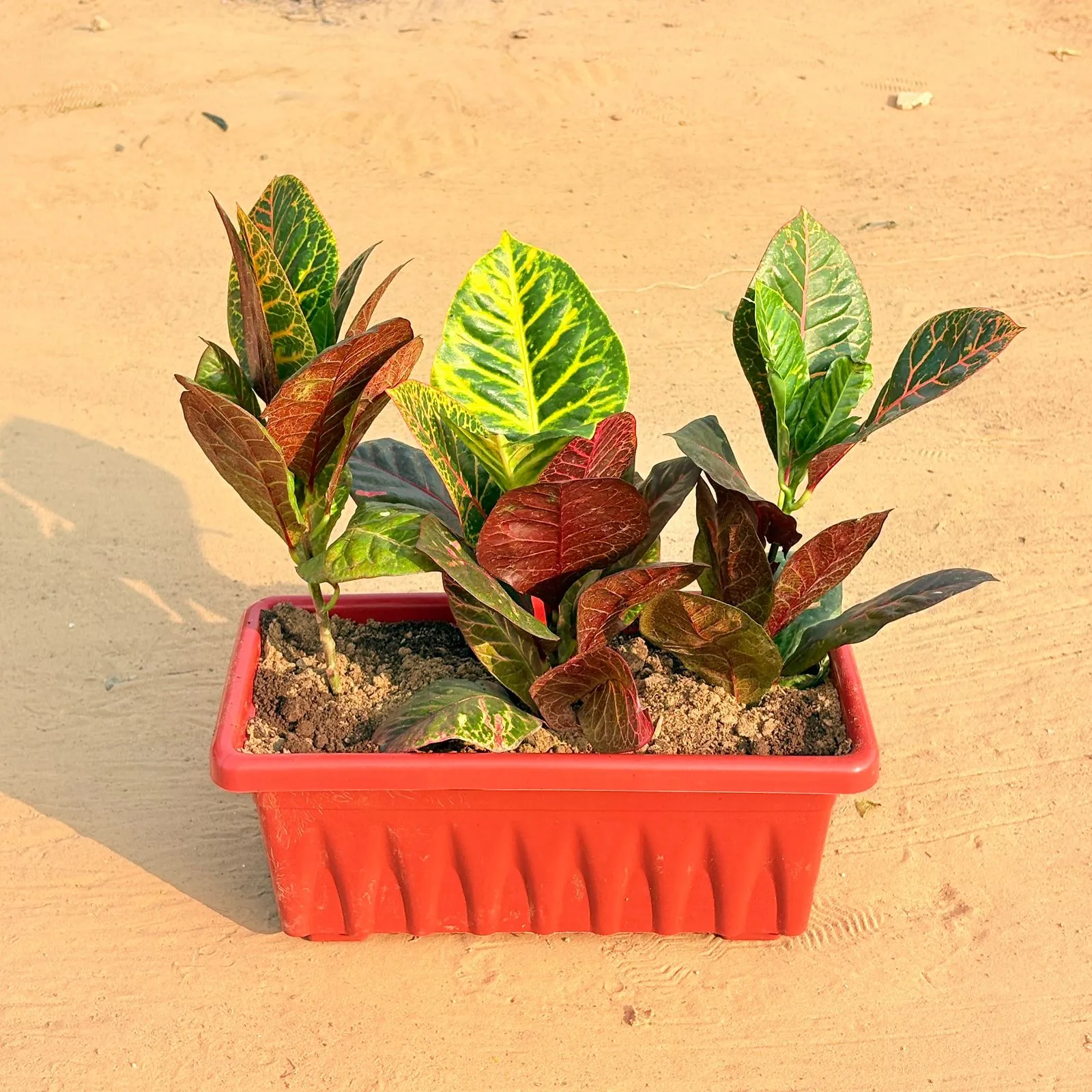 Three Croton Petra Red in 14 Inch Red Premium Jupiter Rectangular Window Planter