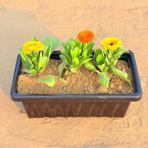 Three Calendula (Any Colour) in 14 Inch Black Premium Jupiter Rectangular Window Plastic Pot