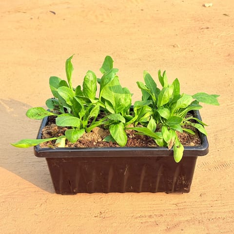 Three Palak / Spinach Plant in 14 Inch Black Premium Jupiter Rectangular Window Plastic Pot