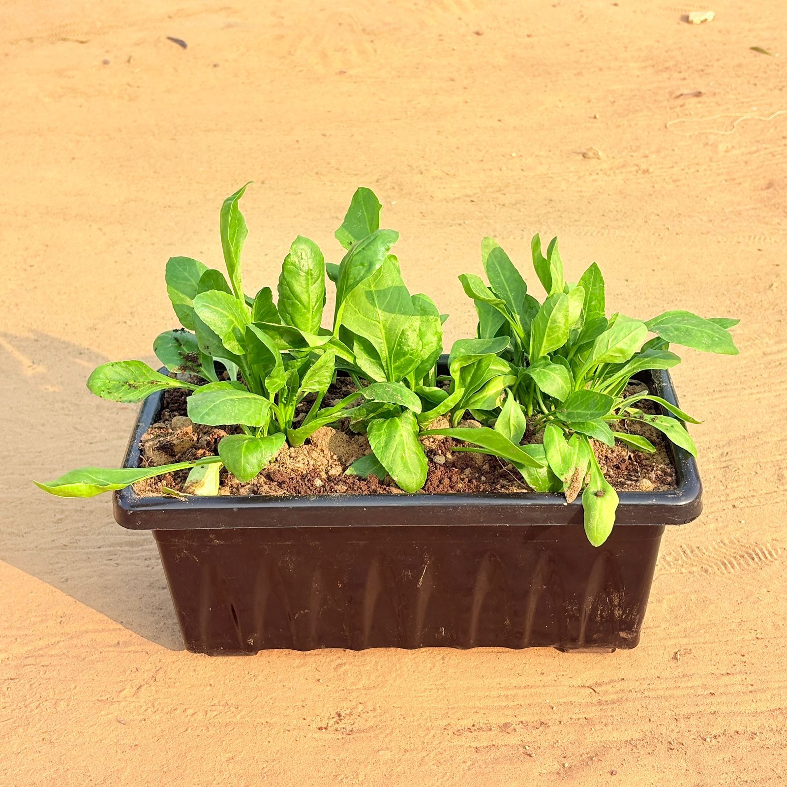Three Palak / Spinach Plant in 14 Inch Black Premium Jupiter Rectangular Window Plastic Pot