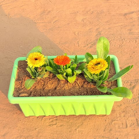 Three Calendula (Any Colour) in 14 Inch Green Premium Jupiter Rectangular Window Planter