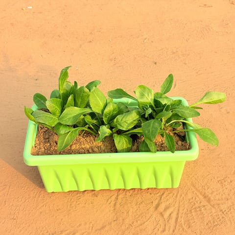 Three Palak / Spinach Plant in 14 Inch Green Premium Jupiter Rectangular Window Planter
