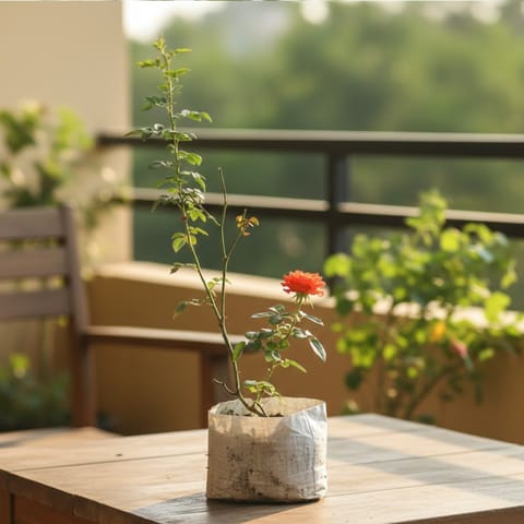Rose Plant (Any Colour) in 6 Inch Nursery Bag