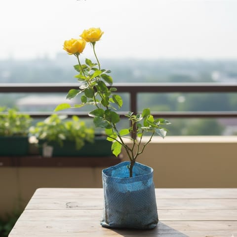 Rose (Any color) in 6 Inch Nursery Bag