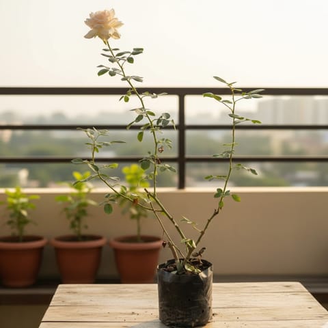 Rose White in 6 Inch Nursery Bag