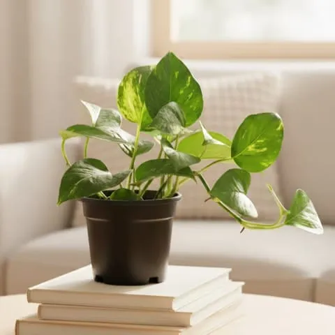 Beginner Friendly - Money Plant in 4 Inch Nursery Pot