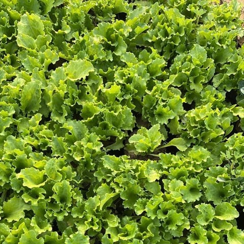 Set of 3 - Lettuce Iceberg Green / Salad Patta in 4 Inch Nursery Bag