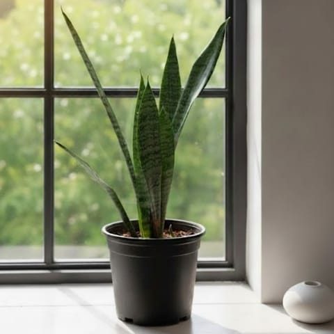 Air Purifying Snake Plant Green (~ 1 Ft) in 6 Inch Nursery Pot