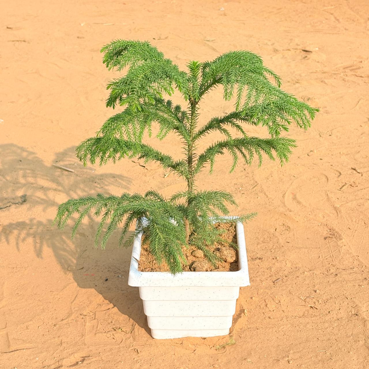 Araucaria / Christmas Tree (~ 1 Ft) in 6 Inch White Marble Premium Orchid Square Plastic Pot