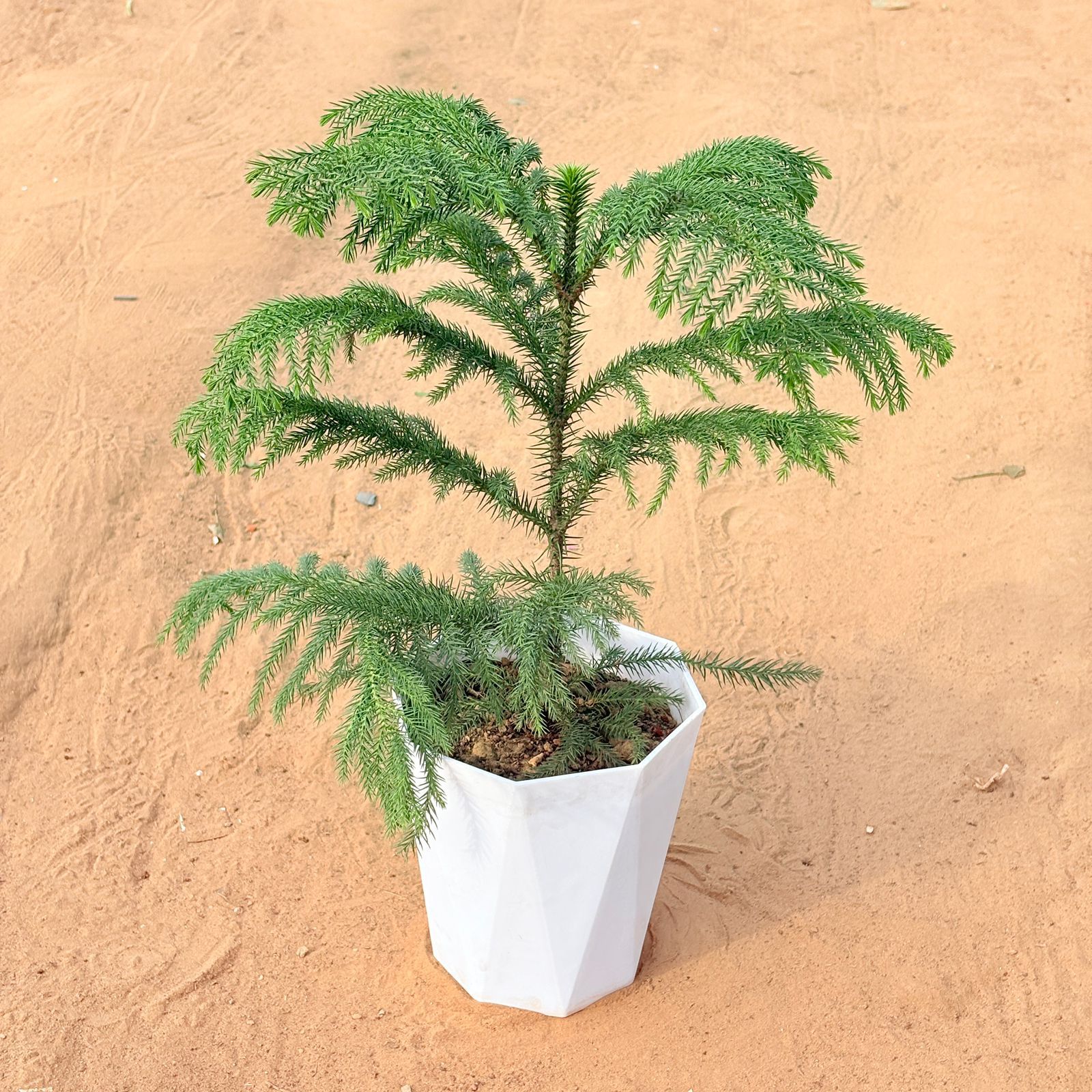 Araucaria / Christmas Tree (~ 1 Ft) in 6 Inch Marble White Diamanti Plastic Pot