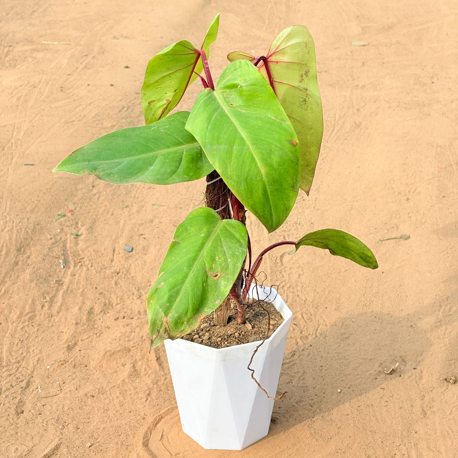Philodendron Red with moss stick in 6 Inch Marble White Diamanti Plastic Pot