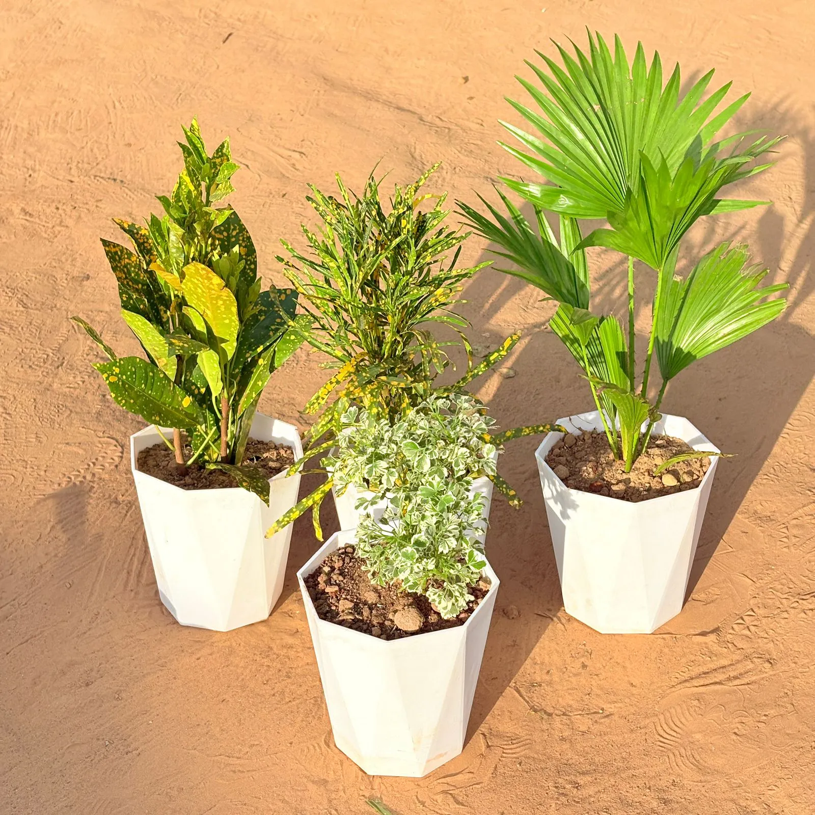 Set of 4 - Baby Croton, China / Fan Palm, Chironji Croton & Aralia White Variegated in 6 Inch Marble White Diamanti Plastic Pot