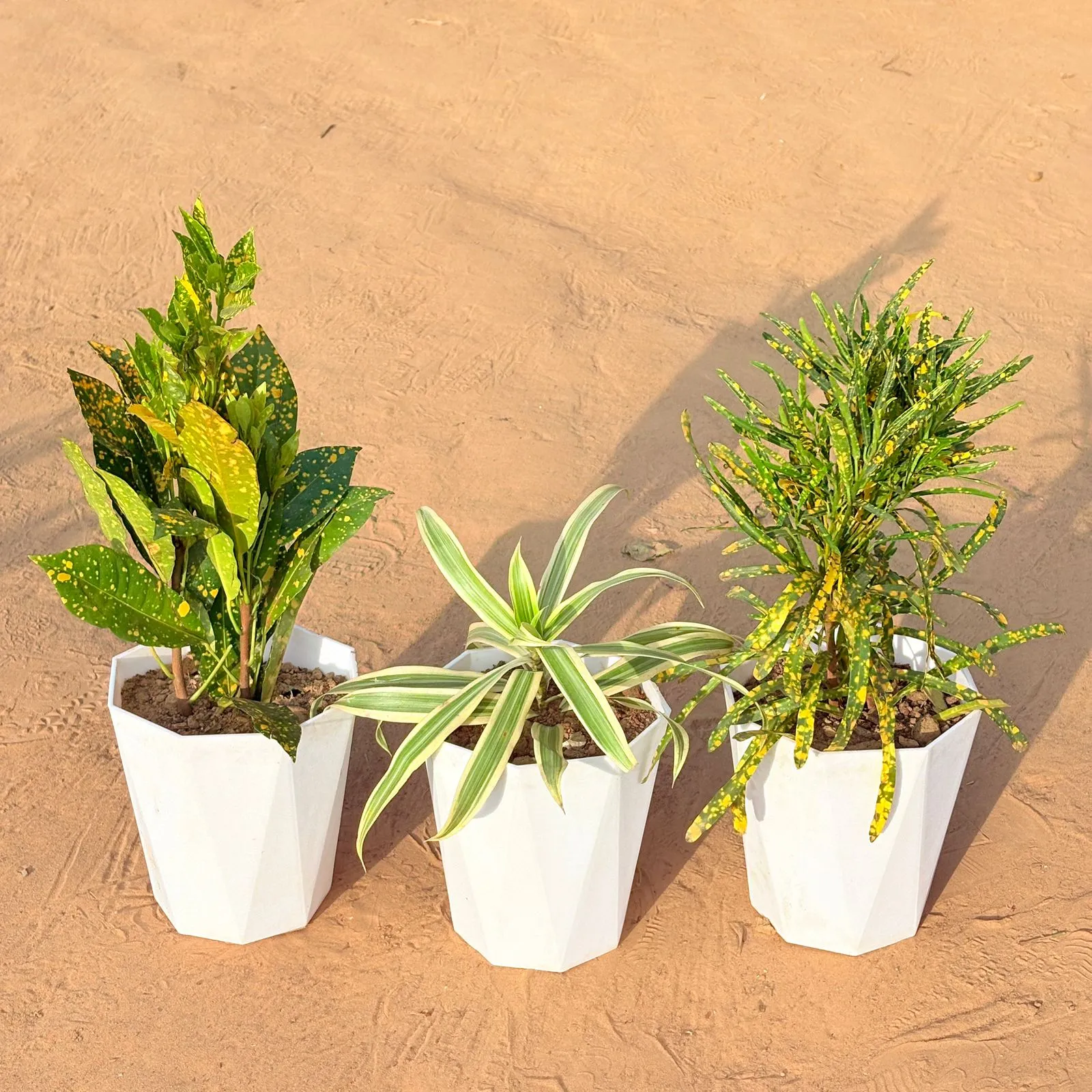 Set of 3 - Baby Croton, Song of India & Chironji Croton in 6 Inch Marble White Diamanti Plastic Pot