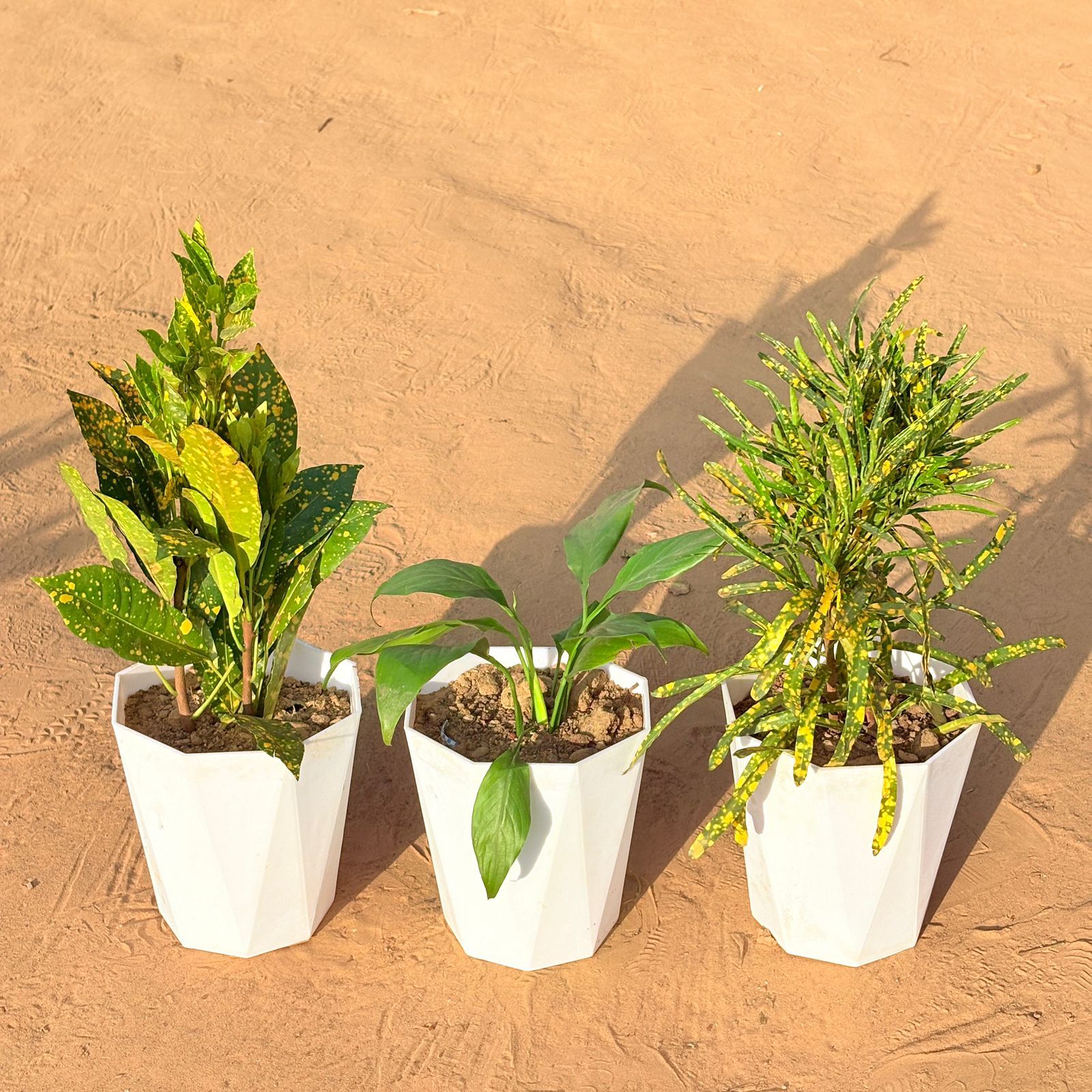 Set of 3 - Baby Croton, Peace Lily & Chironji Croton in 6 Inch Marble White Diamanti Plastic Pot