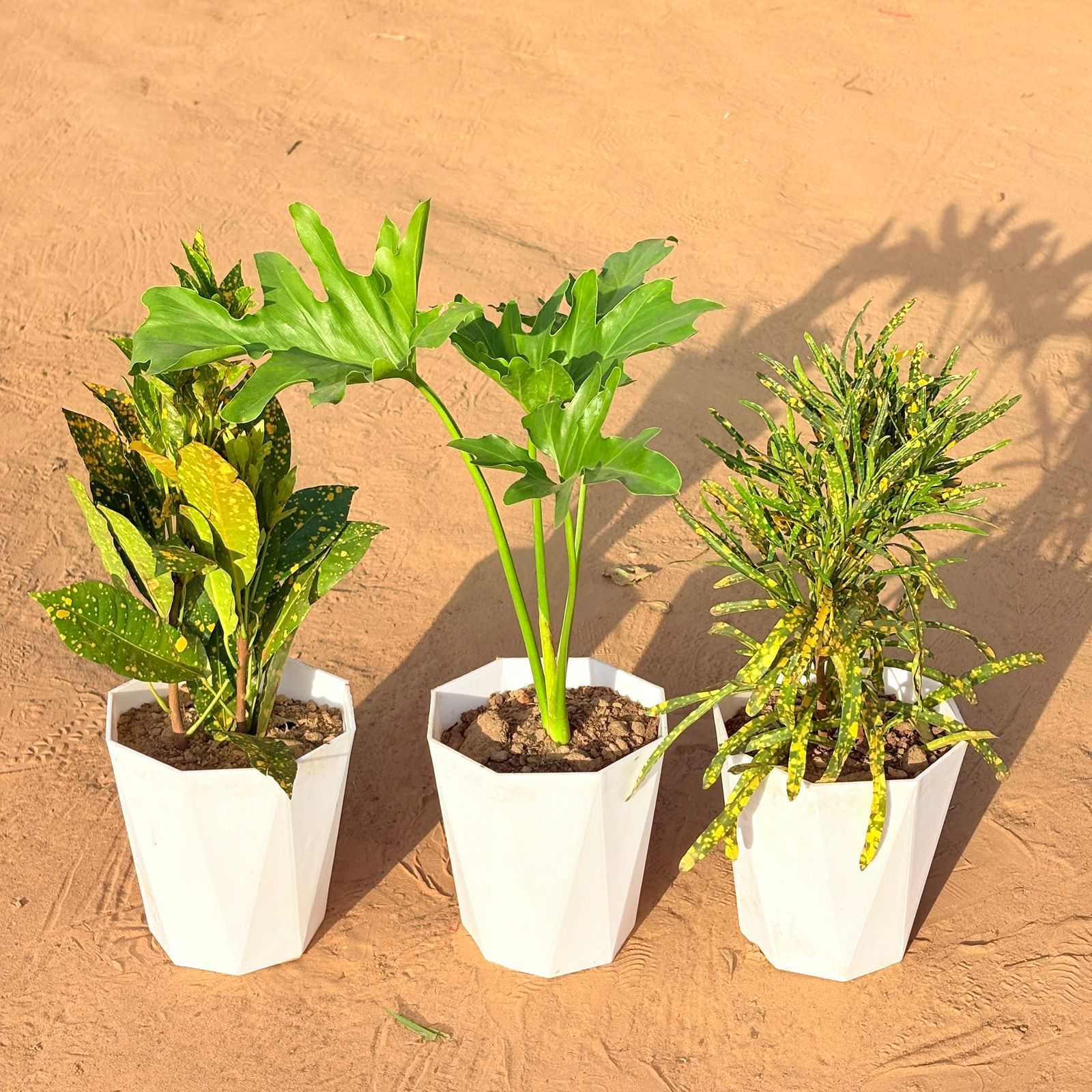 Set of 3 - Baby Croton, Philodendron Selloum & Chironji Croton in 6 Inch Marble White Diamanti Plastic Pot