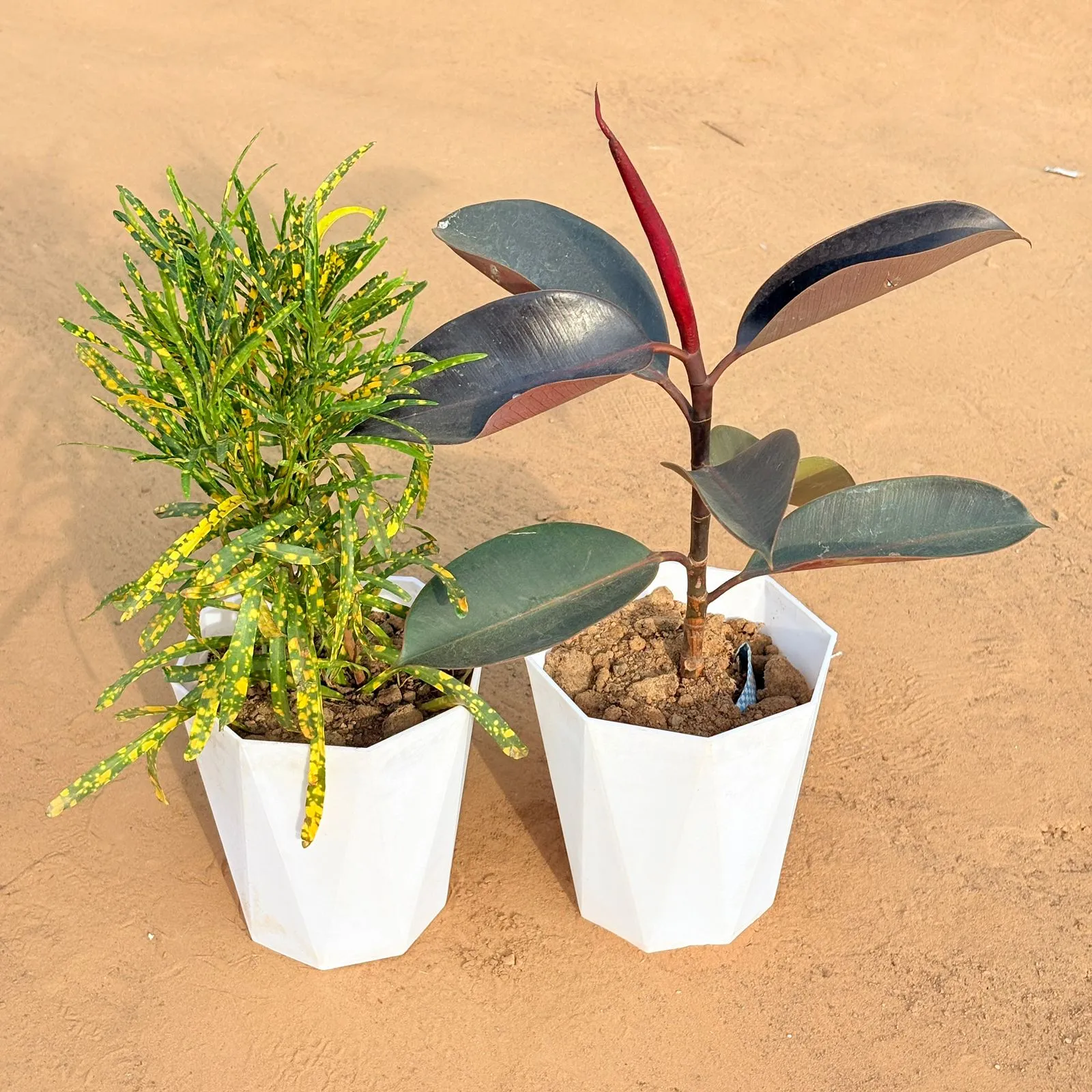 Set of 2 - Chironji Croton & Rubber Black in 6 Inch Marble White Diamanti Plastic Pot