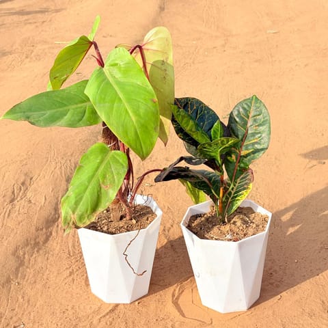 Set of 2 - Philodendron Red with moss stick & Croton Petra Red in 6 Inch Marble White Diamanti Plastic Pot