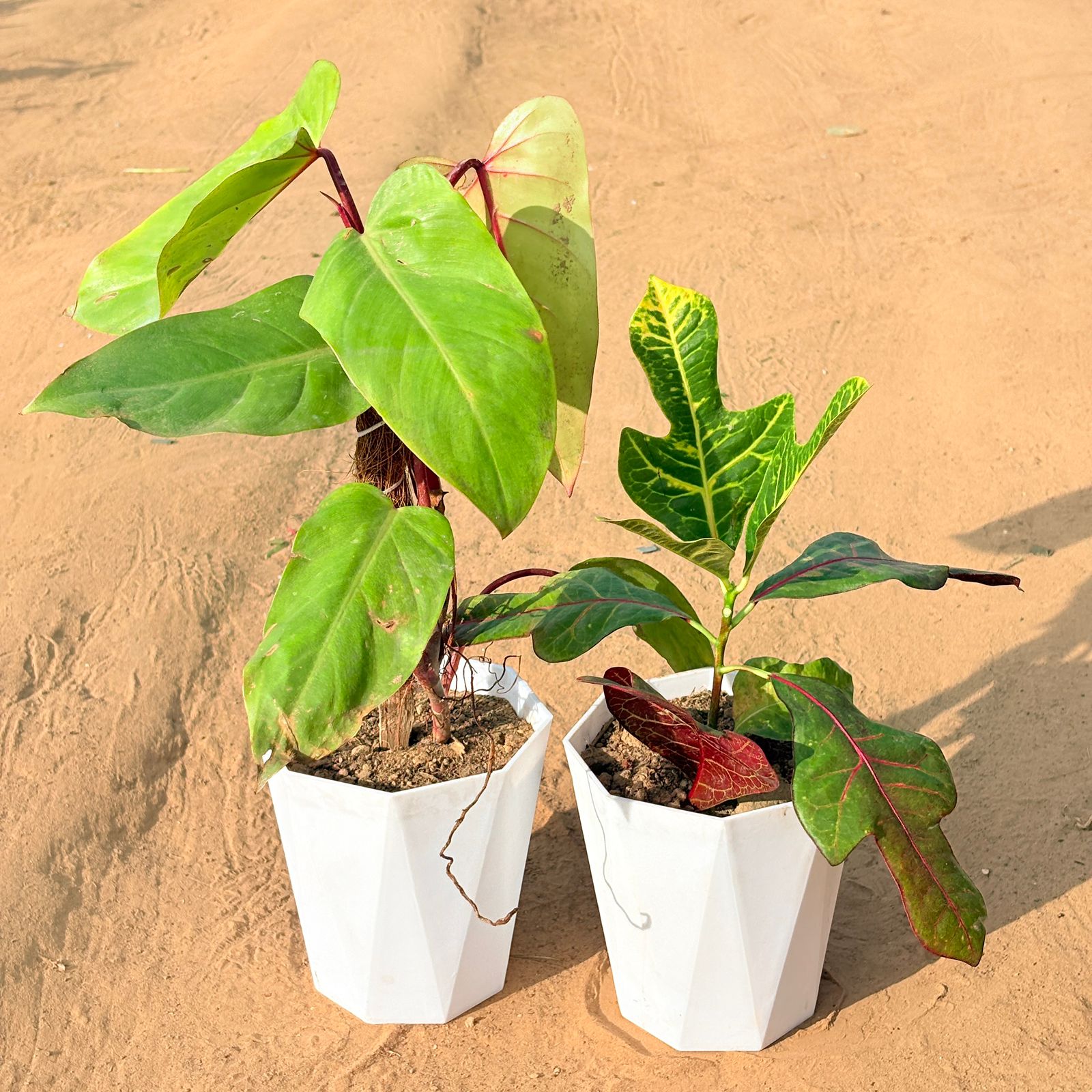 Set of 2 - Philodendron Red with moss stick & Croton Petra Red in 6 Inch Marble White Diamanti Plastic Pot