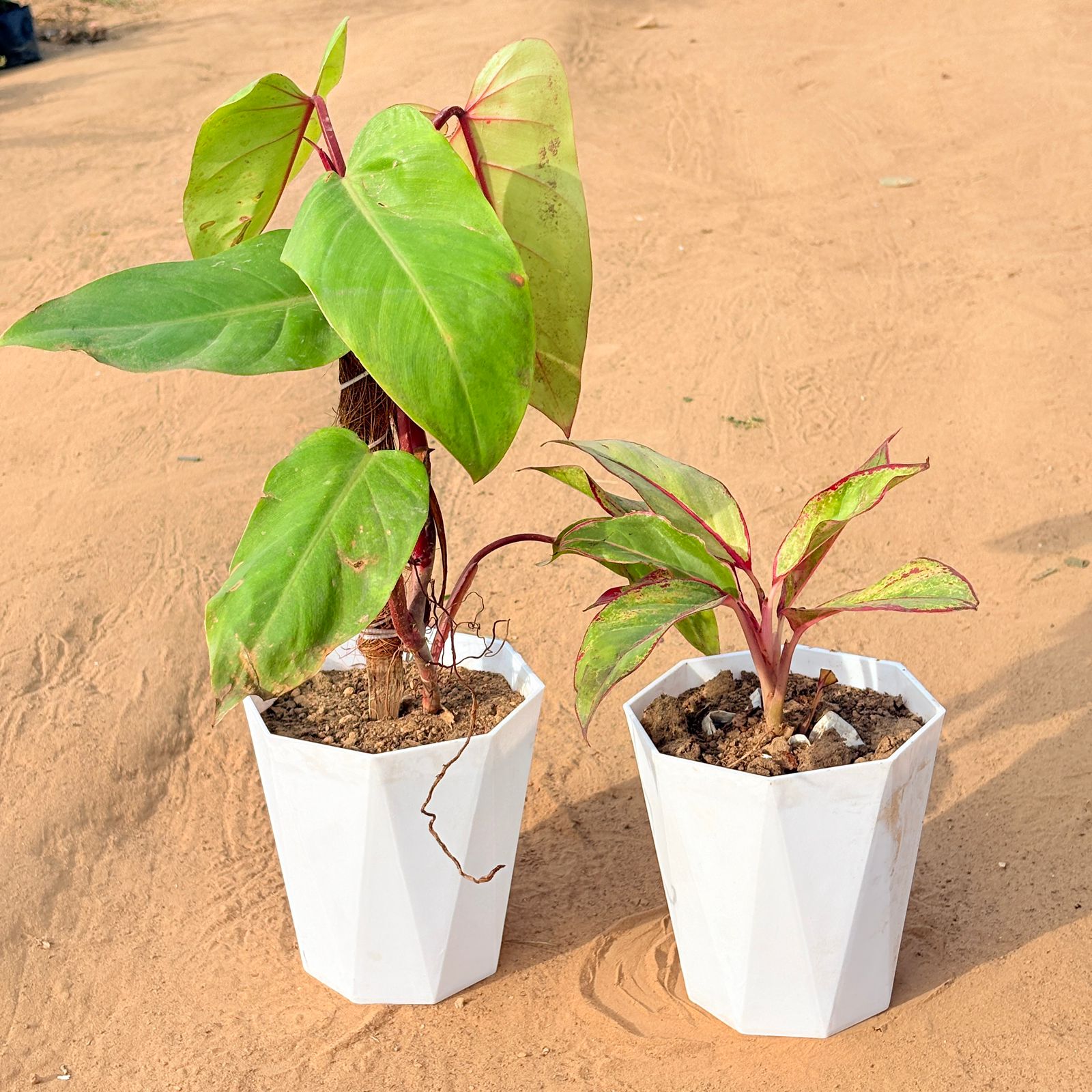Set of 2 - Philodendron Red with moss stick & Aglaonema Lipstick in 6 Inch Marble White Diamanti Plastic Pot