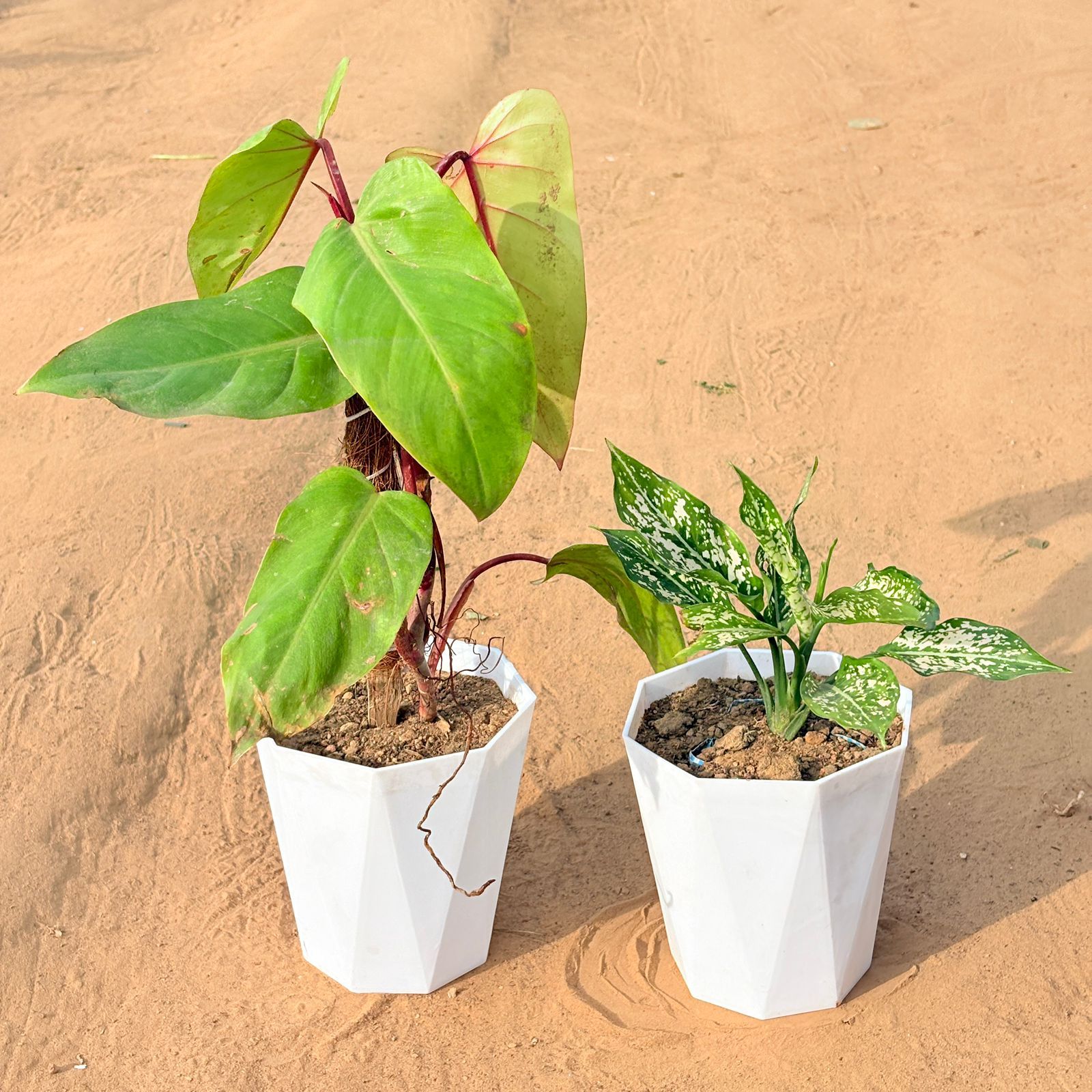 Set of 2 - Philodendron Red with moss stick & Aglaonema Snow White in 6 Inch Marble White Diamanti Plastic Pot