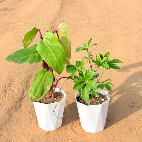Set of 2 - Philodendron Red with moss stick & Schefflera Green in 6 Inch Marble White Diamanti Plastic Pot