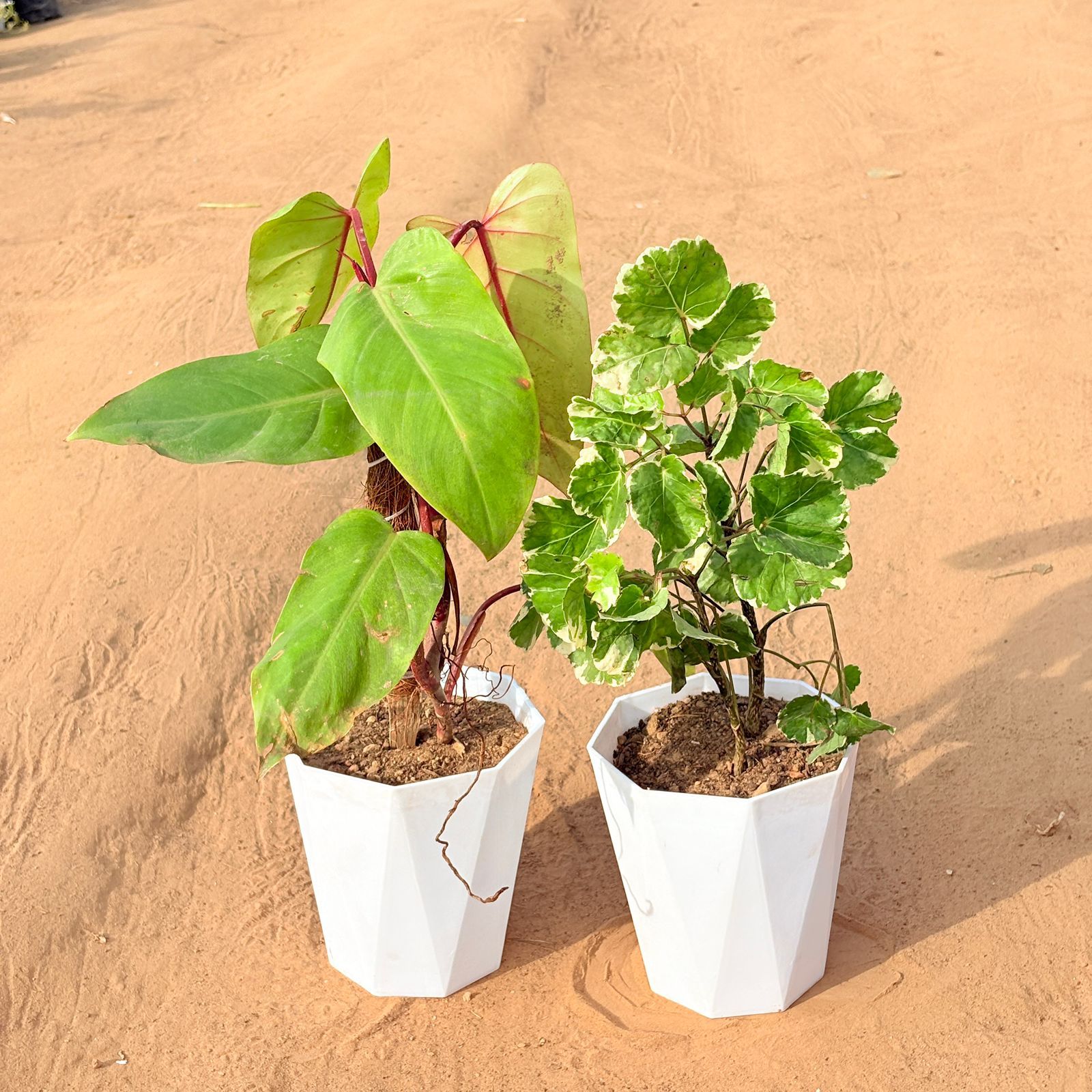 Set of 2 - Philodendron Red with moss stick & Aralia apple leaf in 6 Inch Marble White Diamanti Plastic Pot