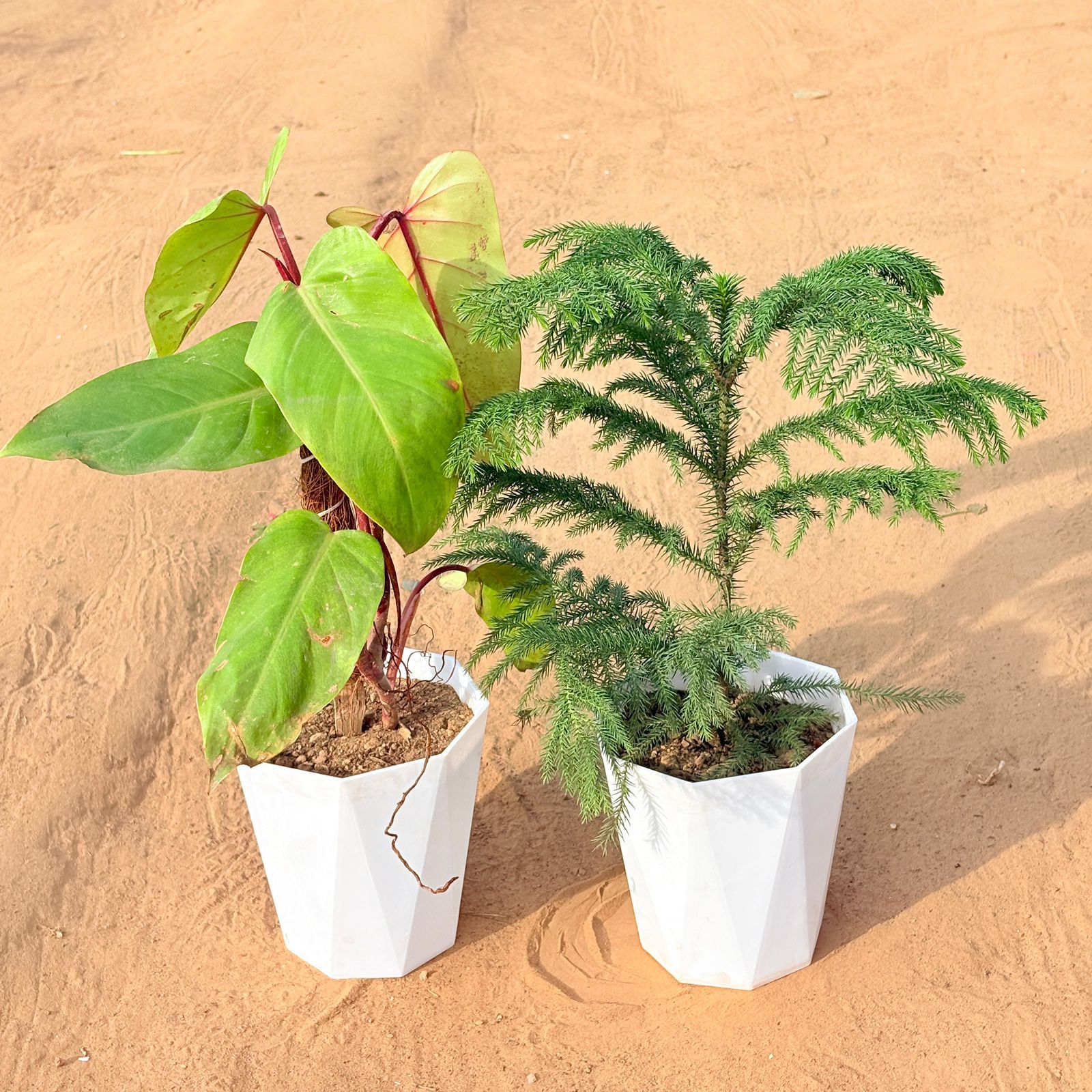 Set of 2 - Philodendron Red with moss stick & Araucaria / Christmas Tree (~ 1 Ft) in 6 Inch Marble White Diamanti Plastic Pot