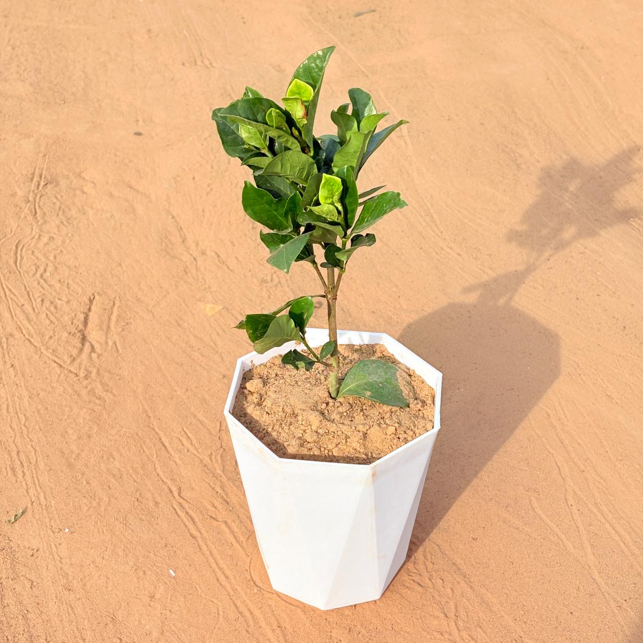 Gardenia / Gandhraaj (Any Colour) in 6 Inch Marble White Diamanti Plastic Pot