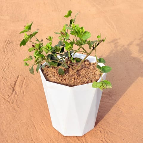 Kund Bel / Jasmine in 6 Inch Marble White Diamanti Plastic Pot
