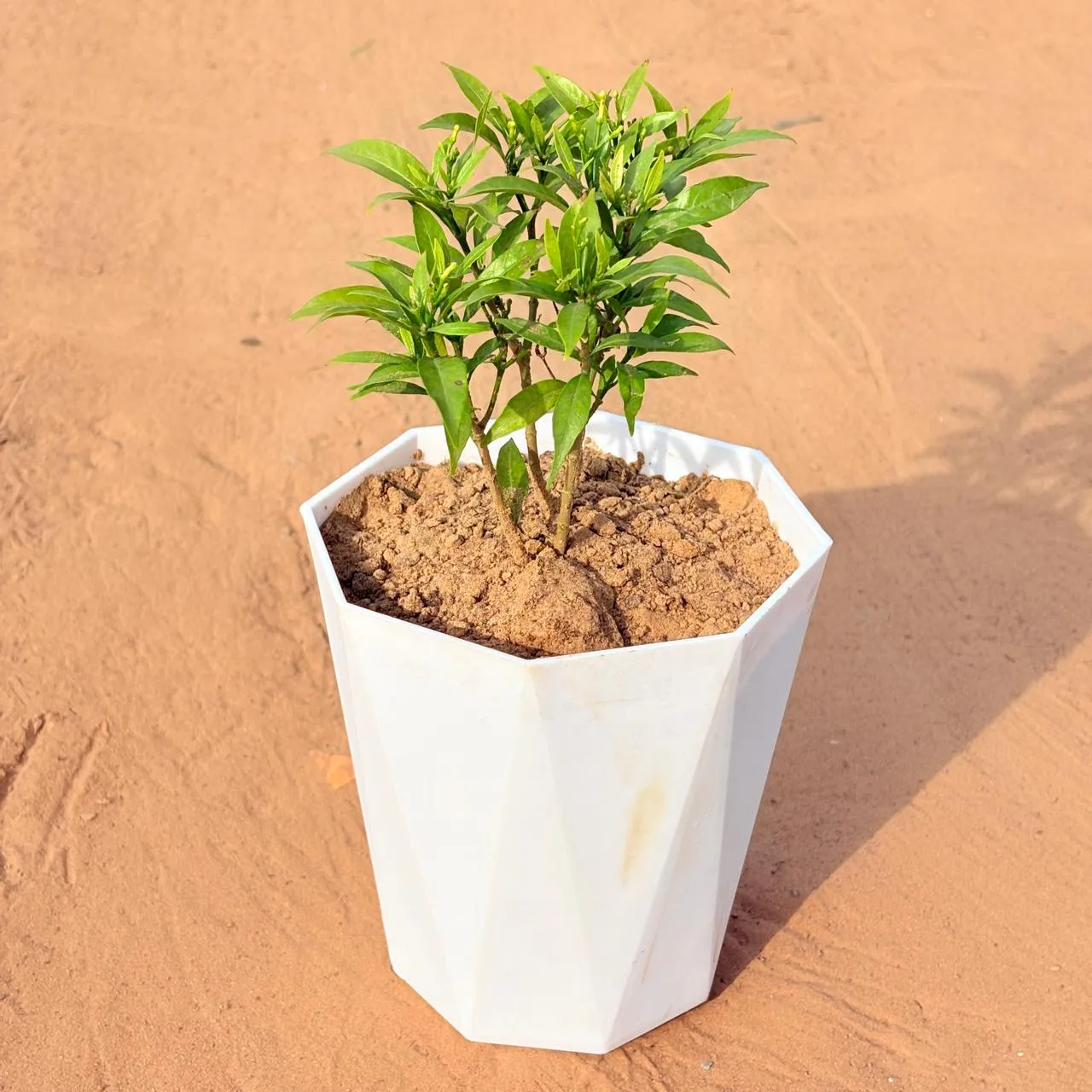 Chandni Dwarf (~ 1 Ft) in 6 Inch Marble White Diamanti Plastic Pot