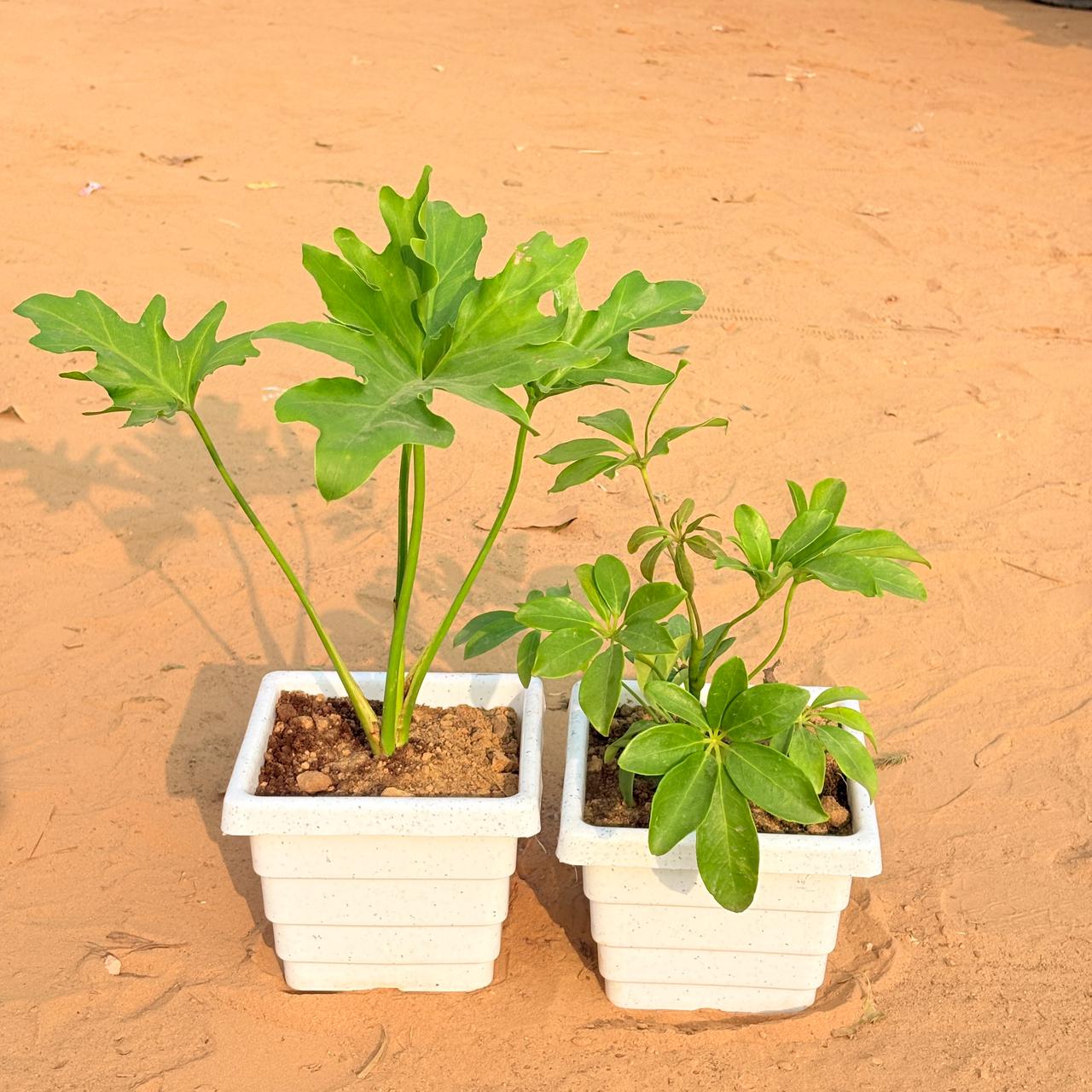 Set of 2 - Philodendron Selloum & Schefflera Green in 6 Inch White Marble Premium Orchid Square Plastic Pot