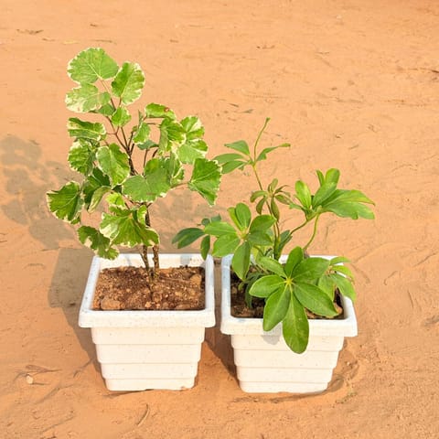 Set of 2 - Aralia apple leaf & Schefflera Green in 6 Inch White Marble Premium Orchid Square Plastic Pot
