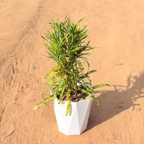 Chironji Croton in 6 Inch Marble White Premium Diamanti Plastic Pot