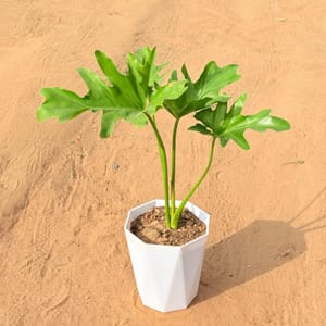adiantum plant Adiantum raddianum (Maidenhair Fern) 8