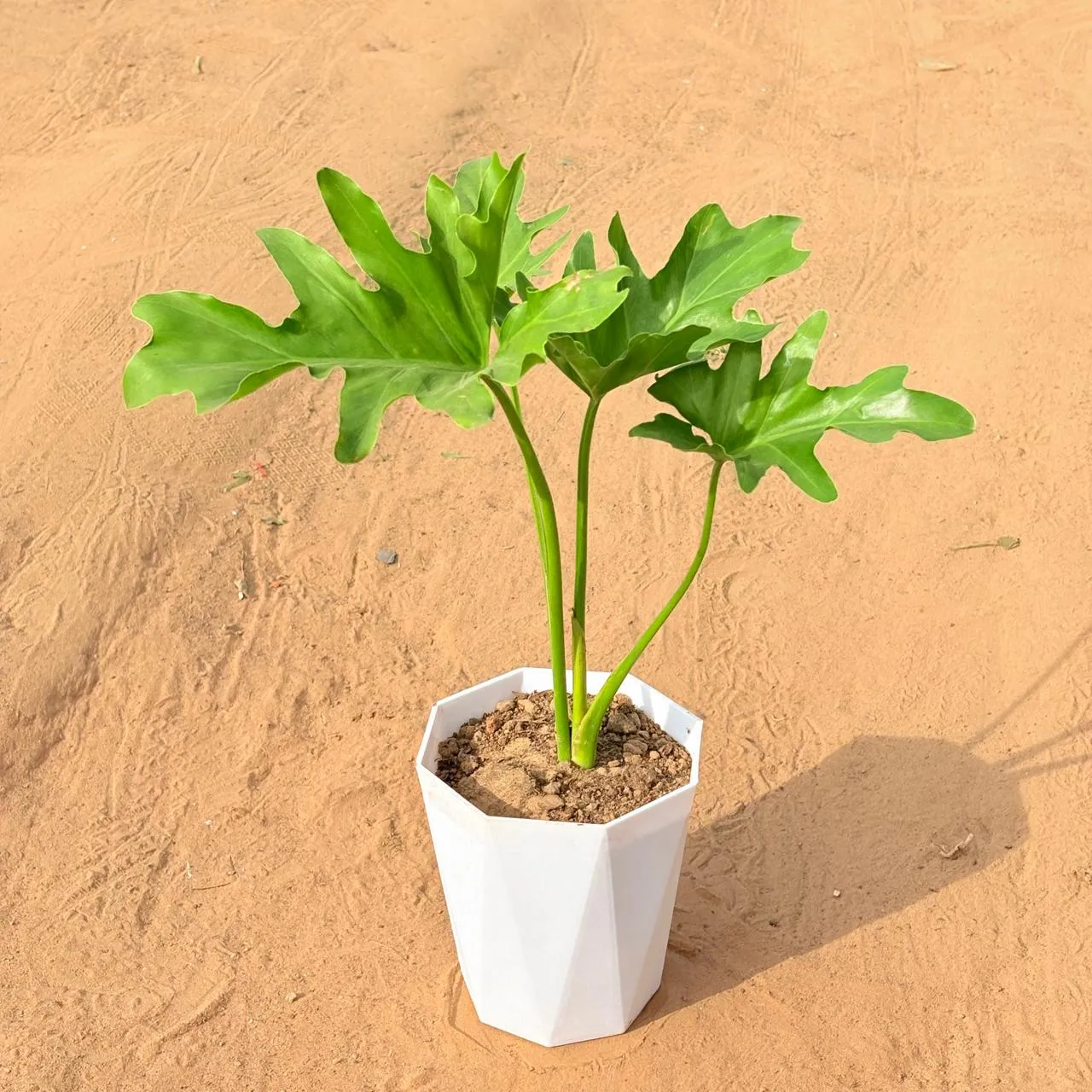 Philodendron Selloum in 6 Inch Marble White Premium Diamanti Plastic Pot