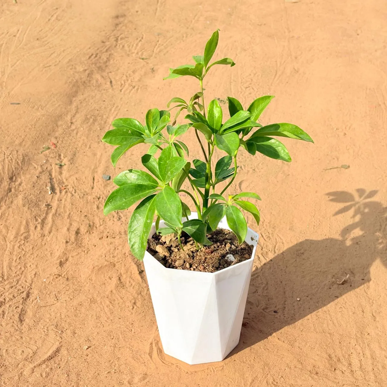 Schefflera Green in 6 Inch Marble White Premium Diamanti Plastic Pot