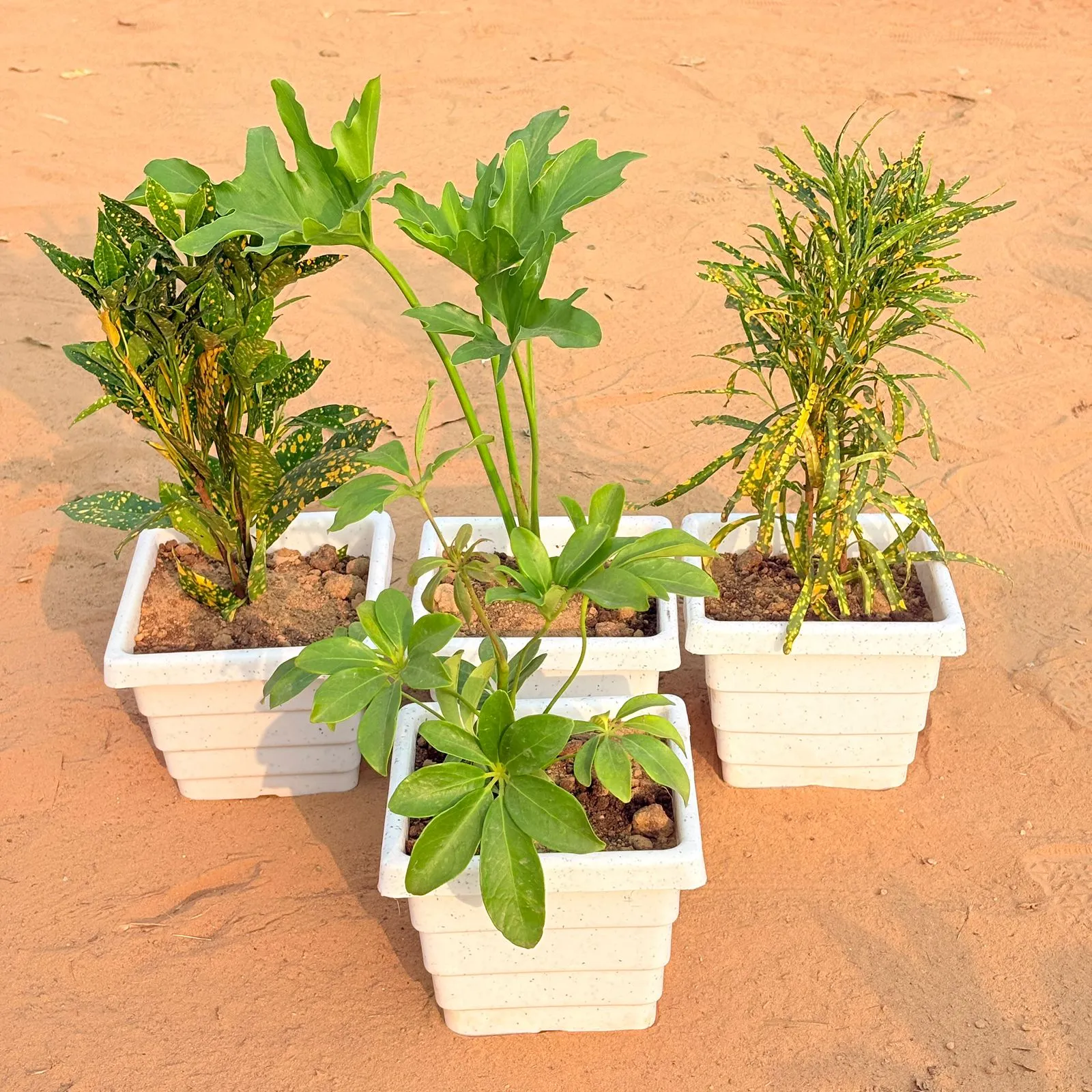Set of 4 - Baby Croton, Philodendron Selloum, Chironji Croton & Schefflera Green in 6 Inch White Marble Premium Orchid Square Plastic Pot