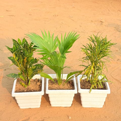 Set of 3 - Baby Croton, China / Fan Palm & Chironji Croton in 6 Inch Live Plant White Marble Premium Orchid Square Plastic Pot