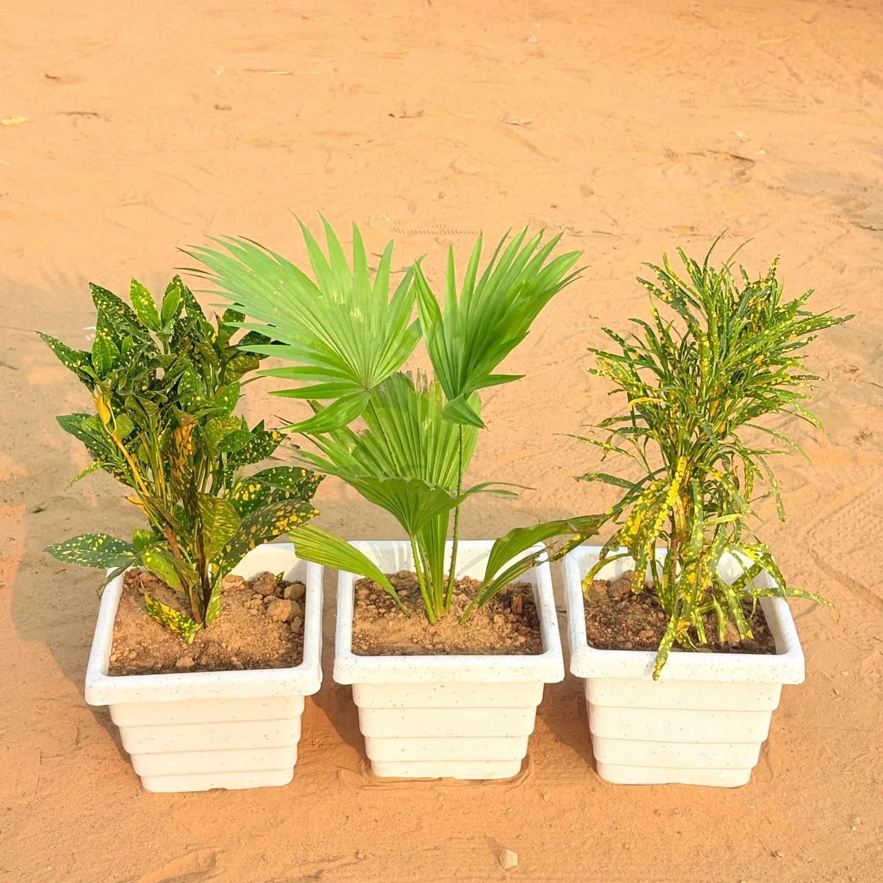 Set of 3 - Baby Croton, China / Fan Palm & Chironji Croton in 6 Inch White Marble Premium Orchid Square Plastic Pot