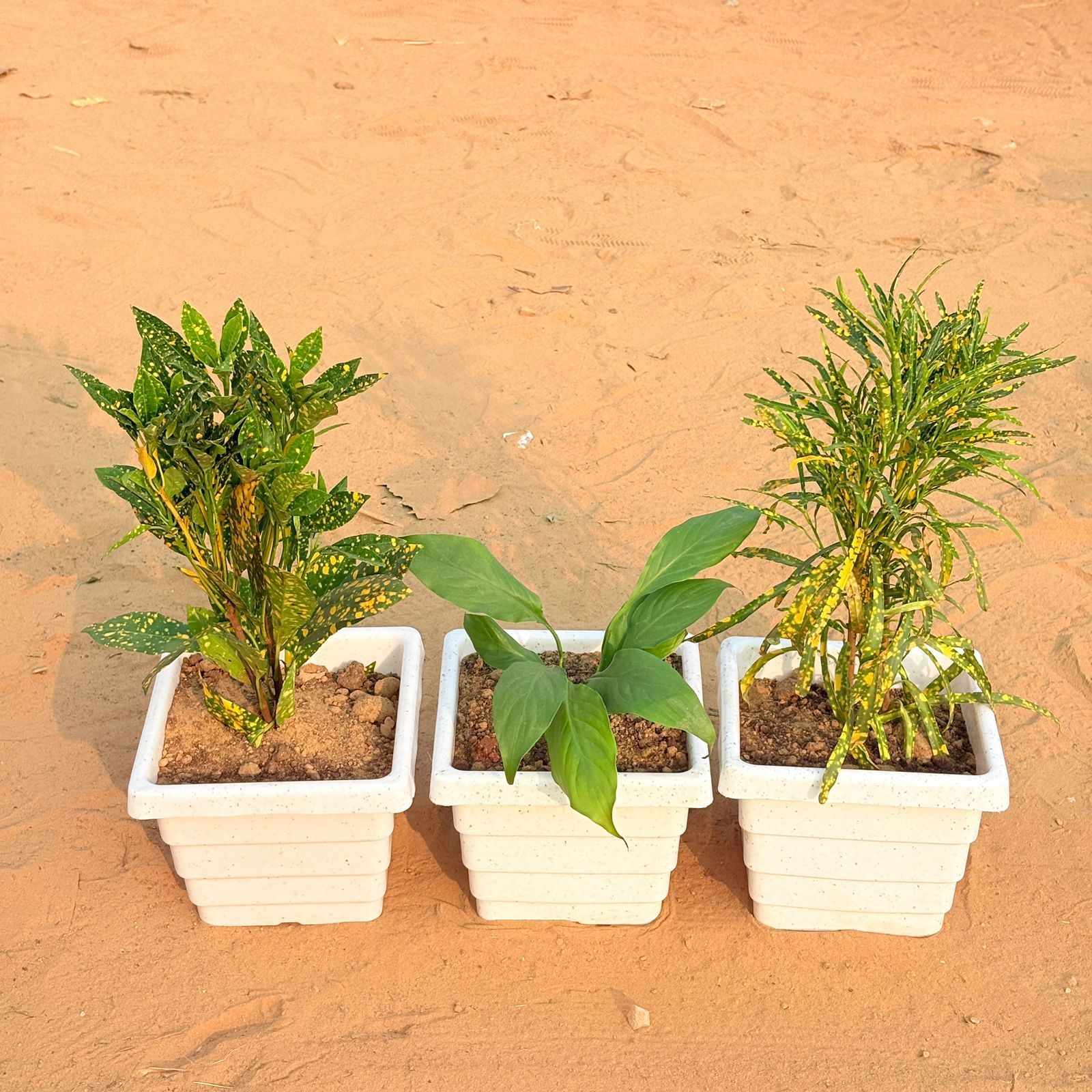 Set of 3 - Baby Croton, Peace Lily & Chironji Croton in 6 Inch White Marble Premium Orchid Square Plastic Pot
