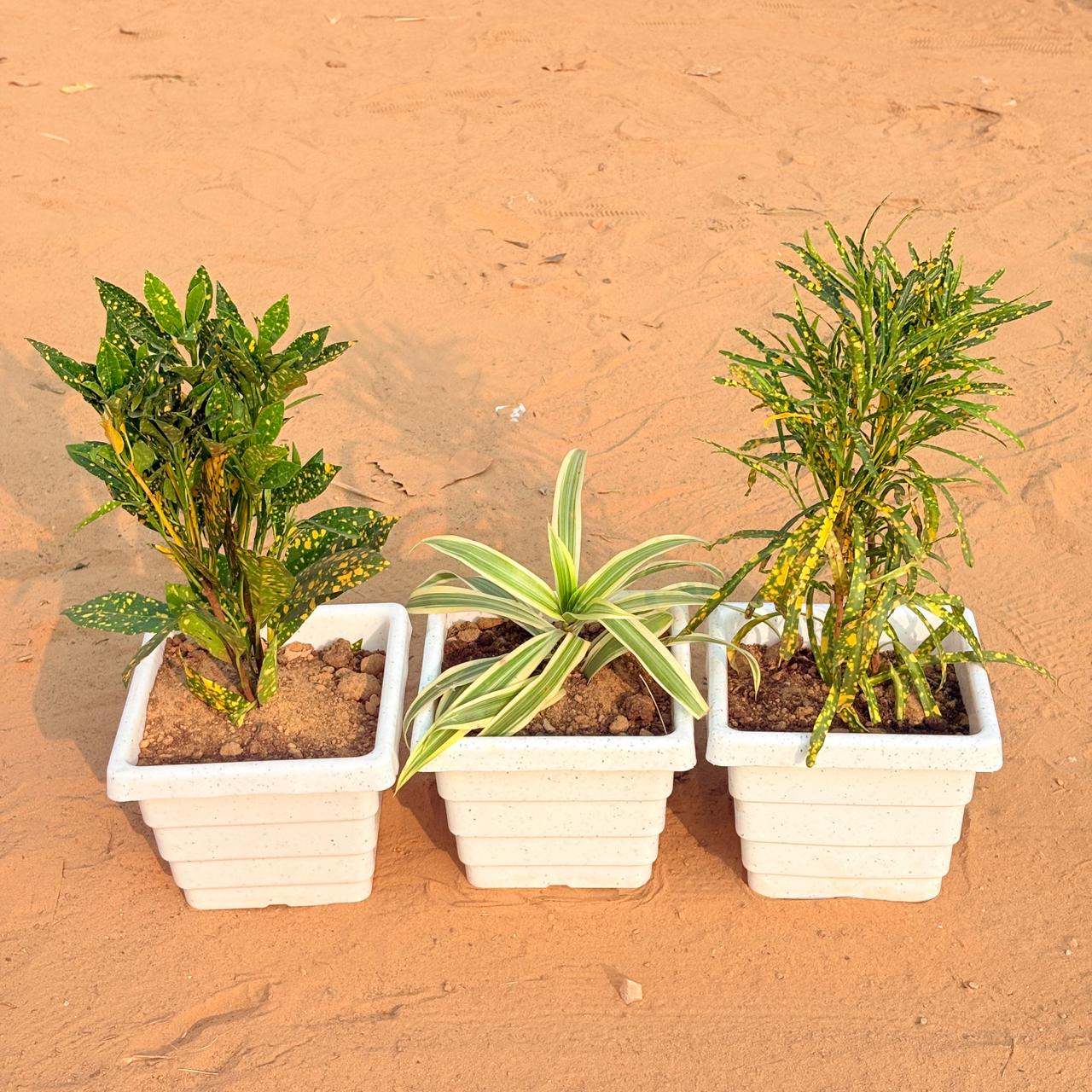 Set of 3 - Baby Croton, Song of India & Chironji Croton in 6 Inch White Marble Premium Orchid Square Plastic Pot