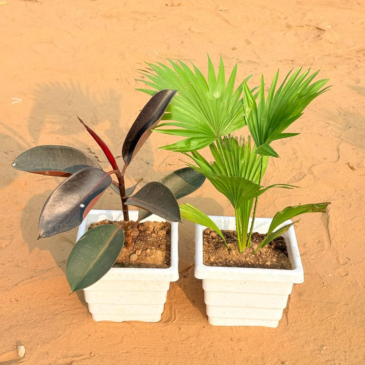 Set of 2 - Rubber Black & China / Fan Palm in 6 Inch White Marble Premium Orchid Square Plastic Pot
