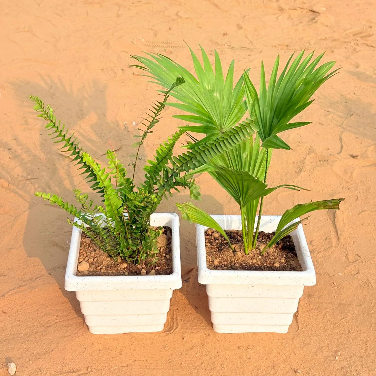Set of 2 - Fern Green & China / Fan Palm in 6 Inch White Marble Premium Orchid Square Plastic Pot
