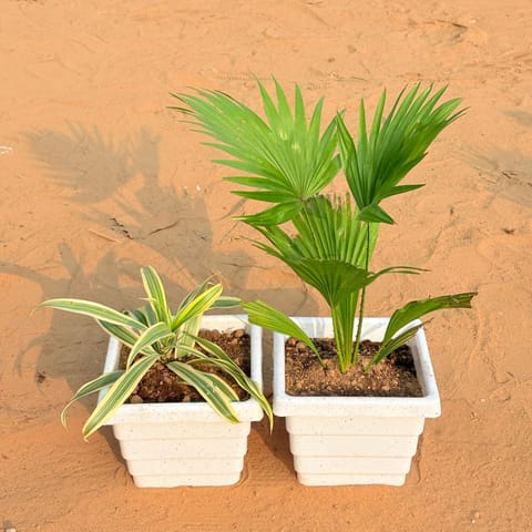 Set of 2 - Song of India & China / Fan Palm in 6 Inch Live Plant White Marble Premium Orchid Square Plastic Pot