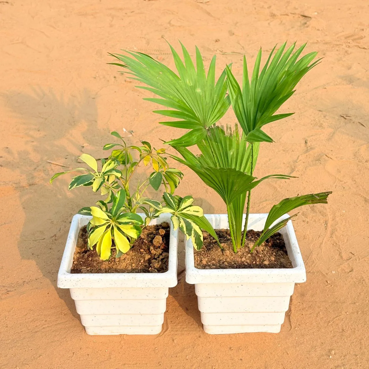 Set of 2 - Schefflera Variegated & China / Fan Palm in 6 Inch White Marble Premium Orchid Square Plastic Pot