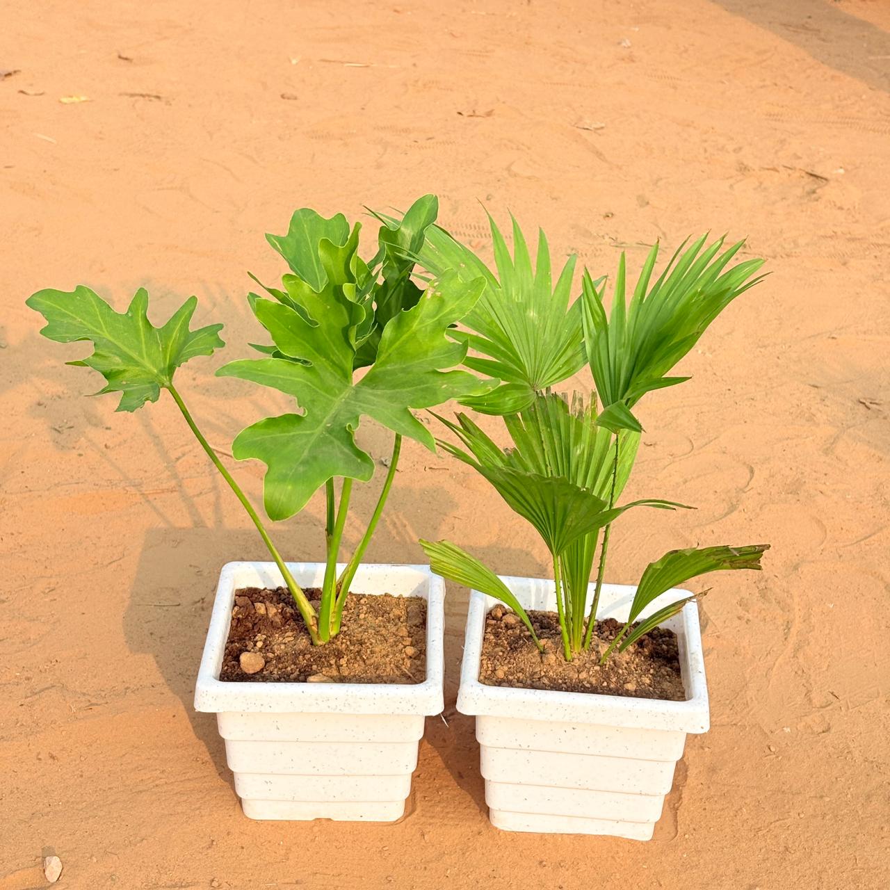 Set of 2 - Philodendron Selloum & China / Fan Palm in 6 Inch White Marble Premium Orchid Square Plastic Pot